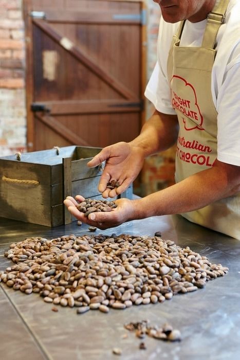 display Sorting the cacao beans  only the perfect beans make it in 